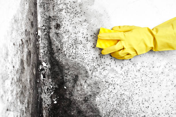 Best Residential Mold Inspection & Testing  in Gilroy, CA