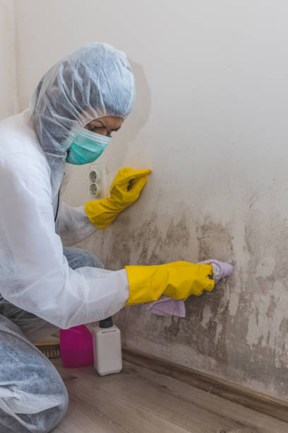 Best Crawl Space Mold Remediation  in Gilroy, CA